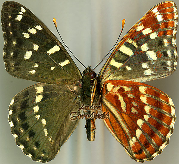 http://www.gorodinski.ru/nymphalidae/Limenitis elwesi.jpg